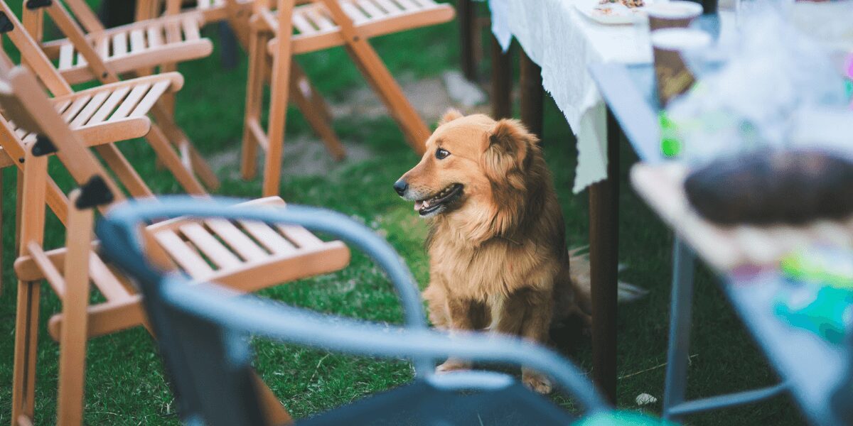 A dog relaxing next to stylish patio furniture, featuring a cozy seating arrangement and durable, pet-friendly materials in a beautiful outdoor setting.